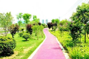 四季常綠三季有花，菏澤市桂陵路景觀帶美爆城市綠化新風尚